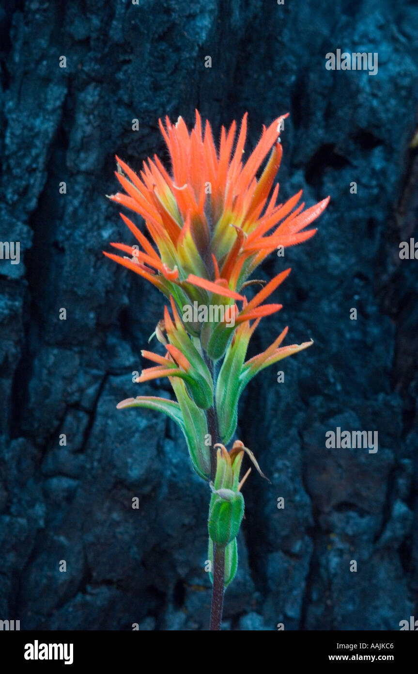 Burned area fire in hi res stock photography and images Alamy Burned area fire in hi res stock photography and images Alamy