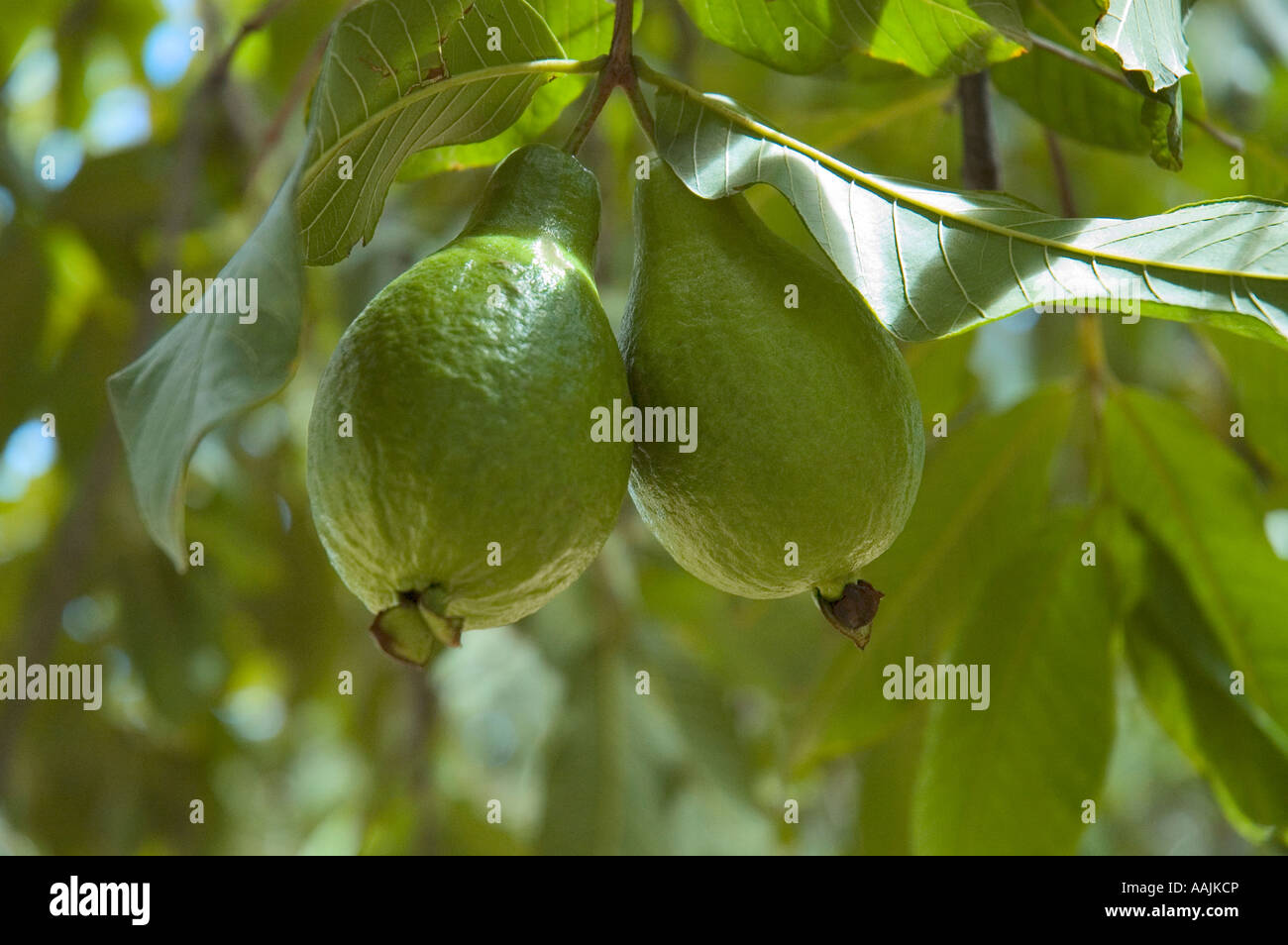 Guava Riped Ripe guava hi-res stock photography and images - Alamy