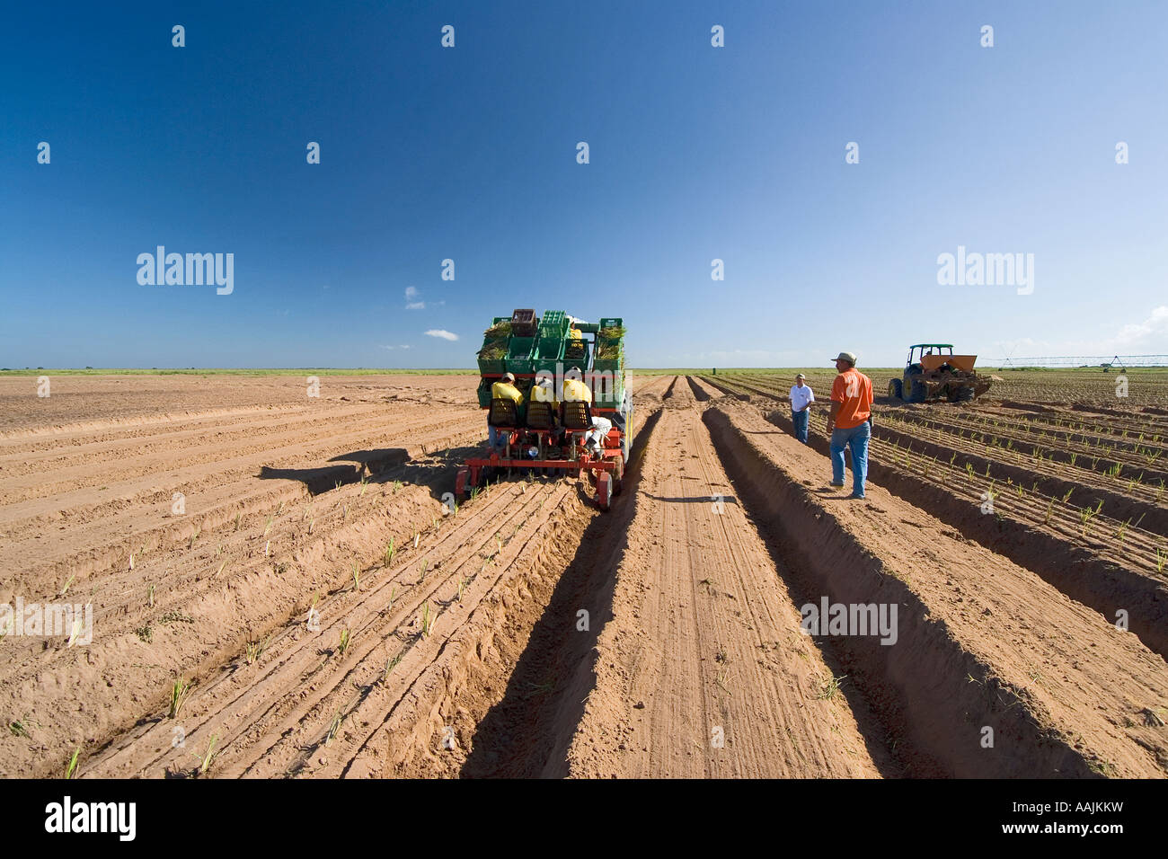 a tractor cultivating the field, blue sky, Stock Photo