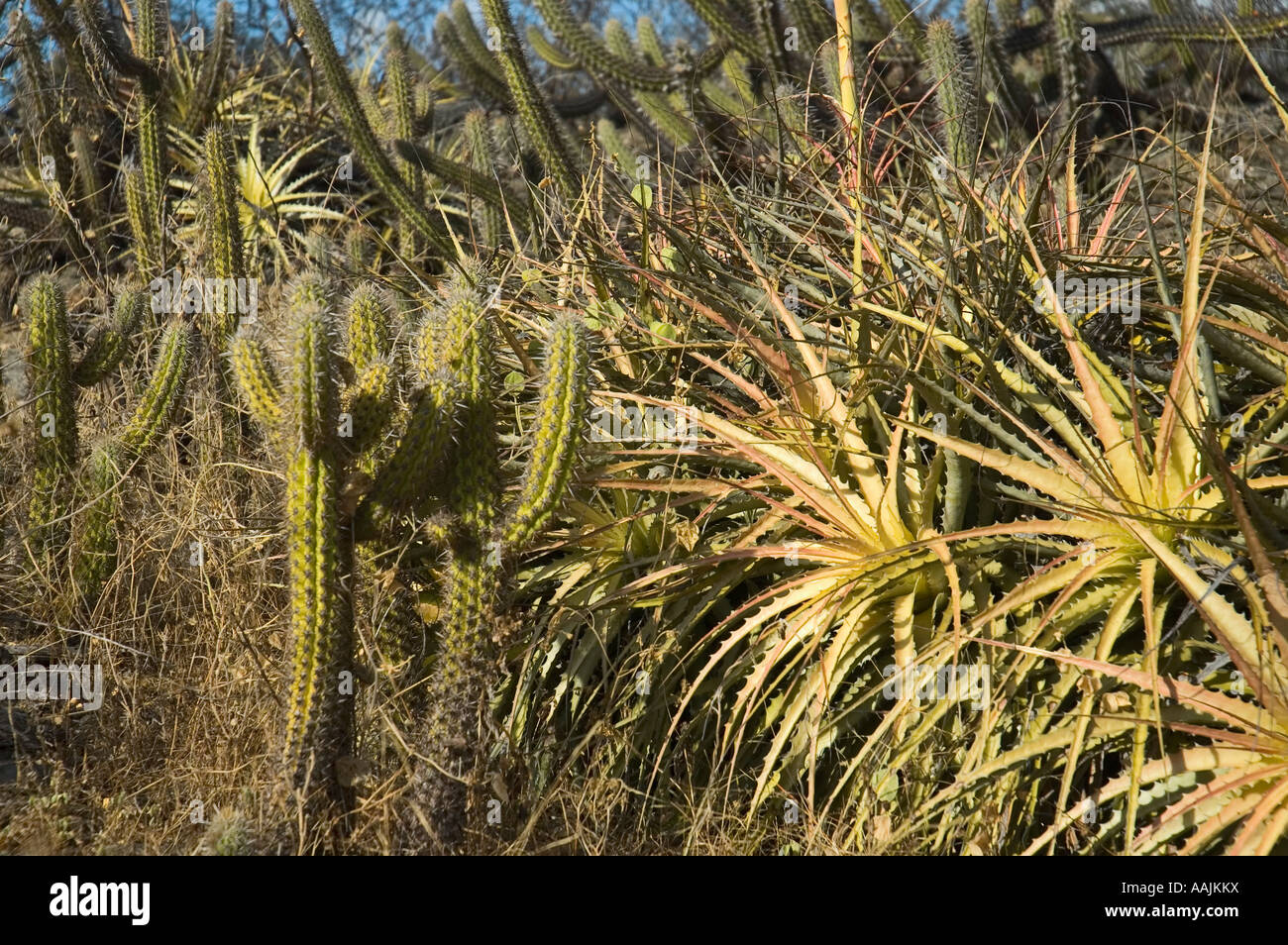 caatinga - arid climate vegetation Stock Photo