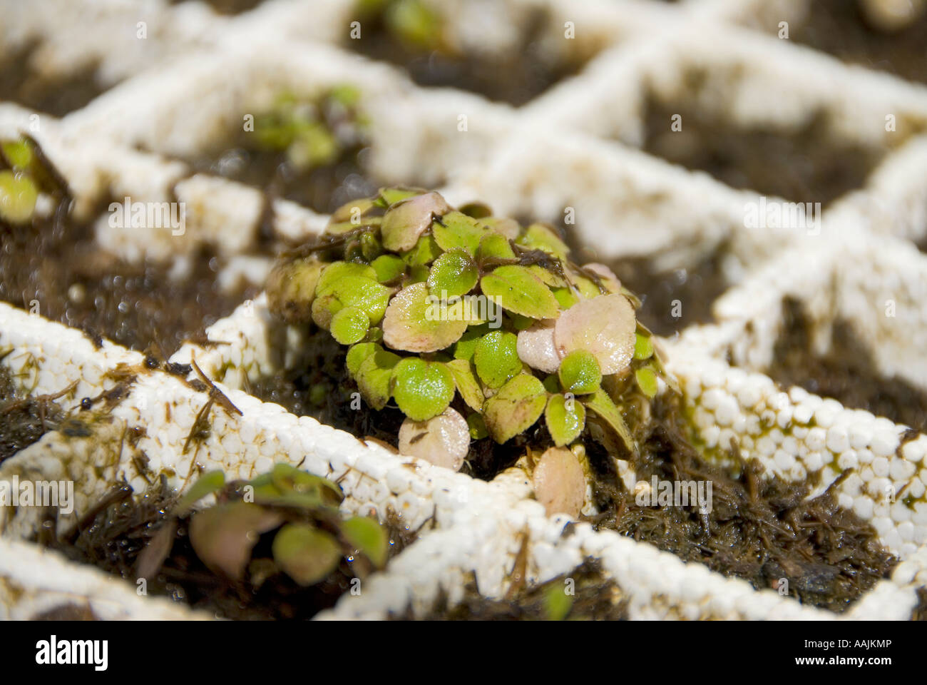 patchouli sprout growing in earth, close-up, Patchouli herb (Pogostemon cablin). Stock Photo