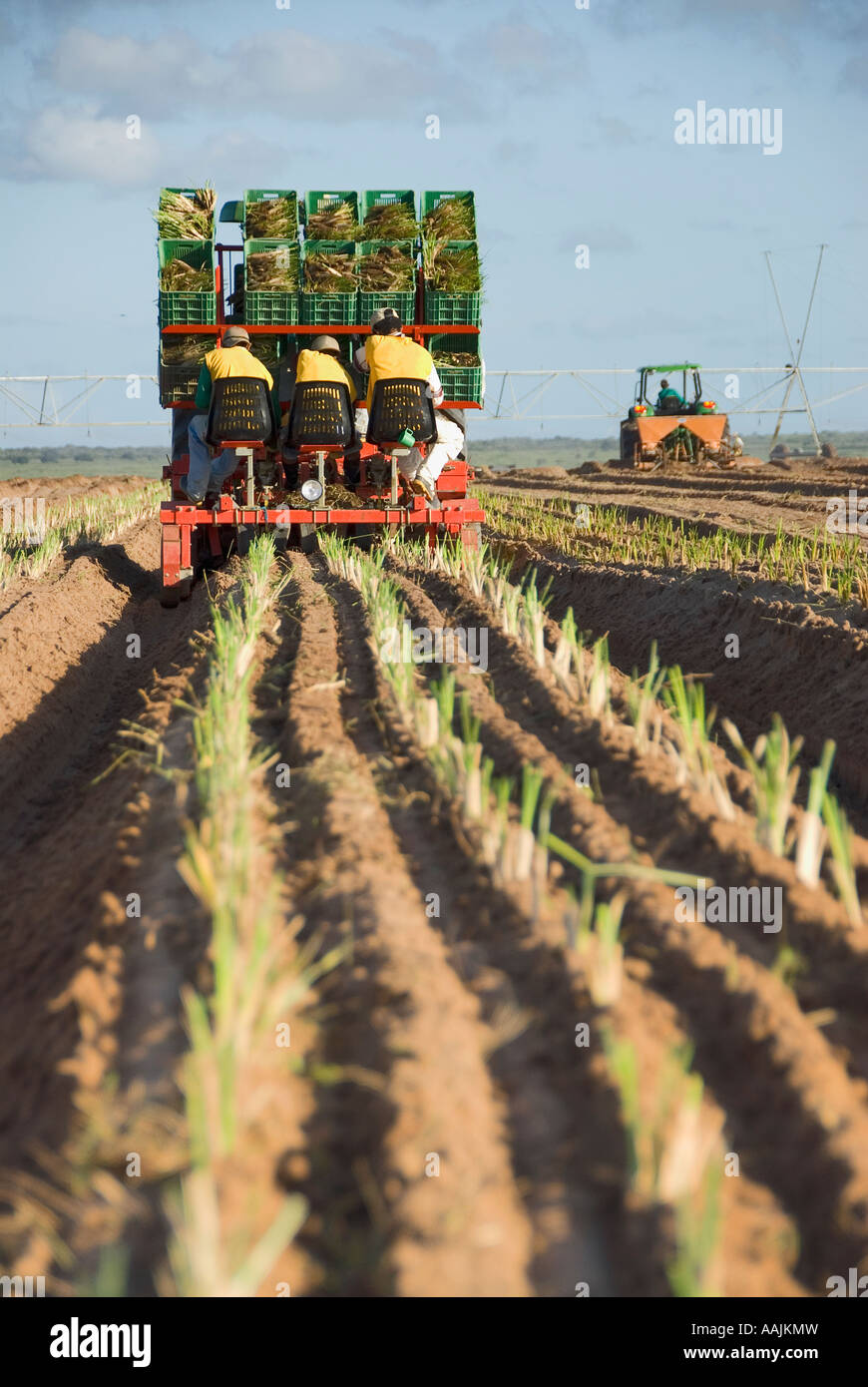 a tractor cultivating the field, Low Angle View Stock Photo