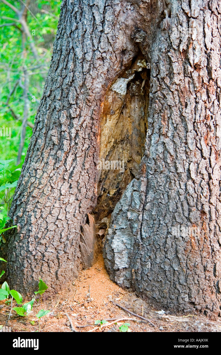 Decaying Tree Trunk Stock Photo