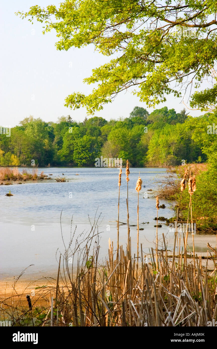 The Celery Farm Allendale NJ vertical of marsh scene Stock Photo Alamy