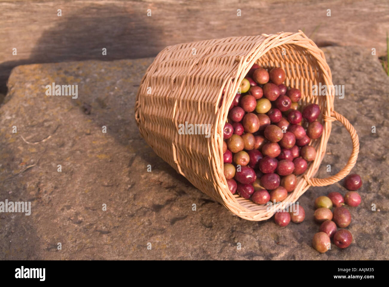 Ripening olives in basket Stock Photo