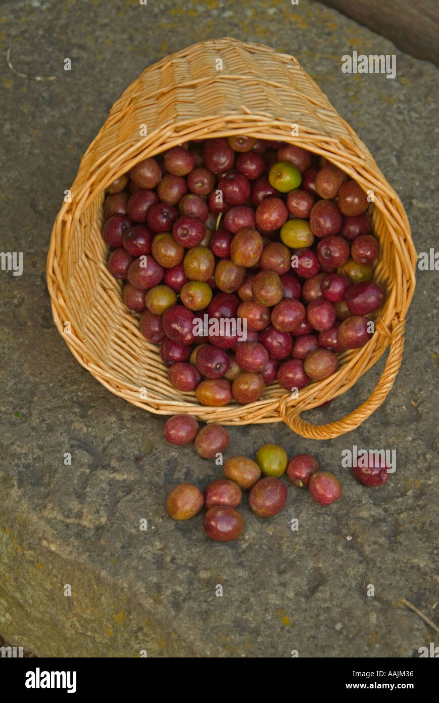 Ripening olives in basket Stock Photo