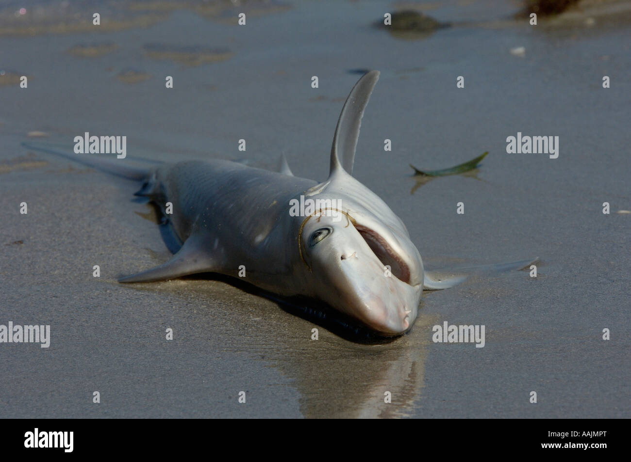 Dead Shark washed up on the beach Florida USA Stock Photo Alamy