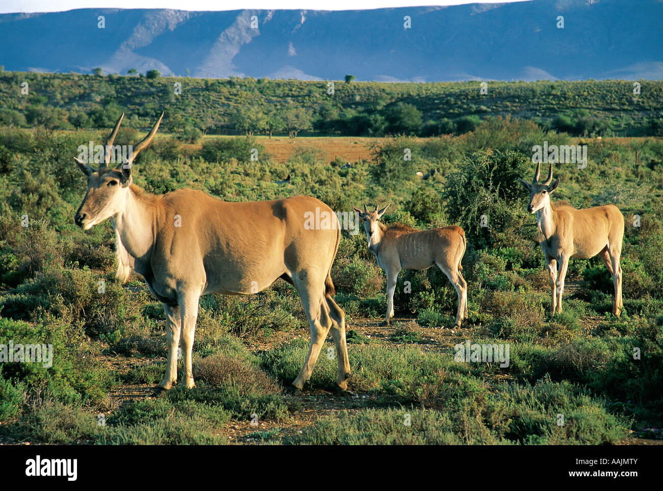 Eland family Willowmere Eastern Cape South Africa Stock Photo