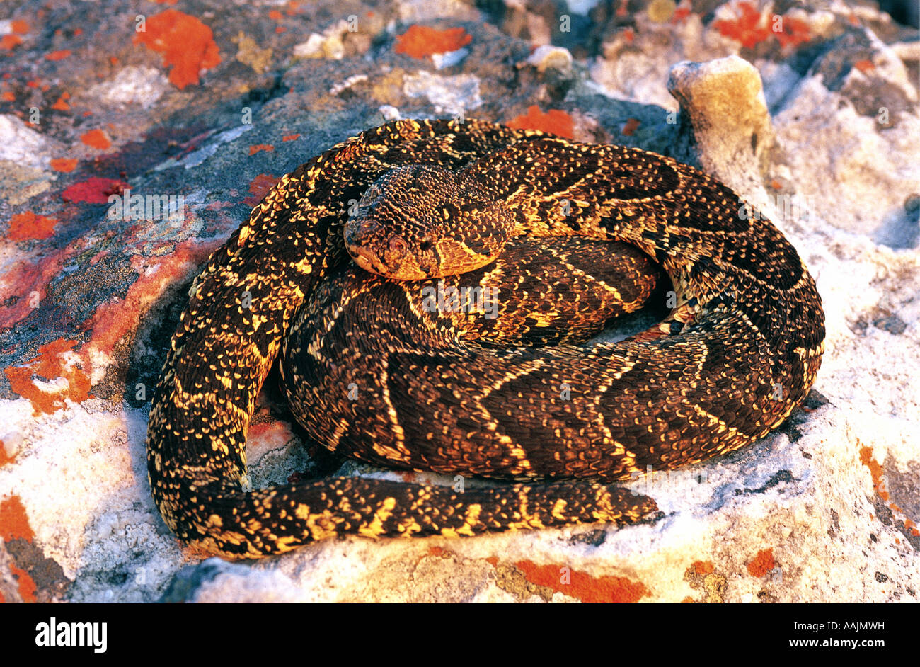 Puff Adder basking in the sun at Cape Nature Reserve South Africa Stock Photo