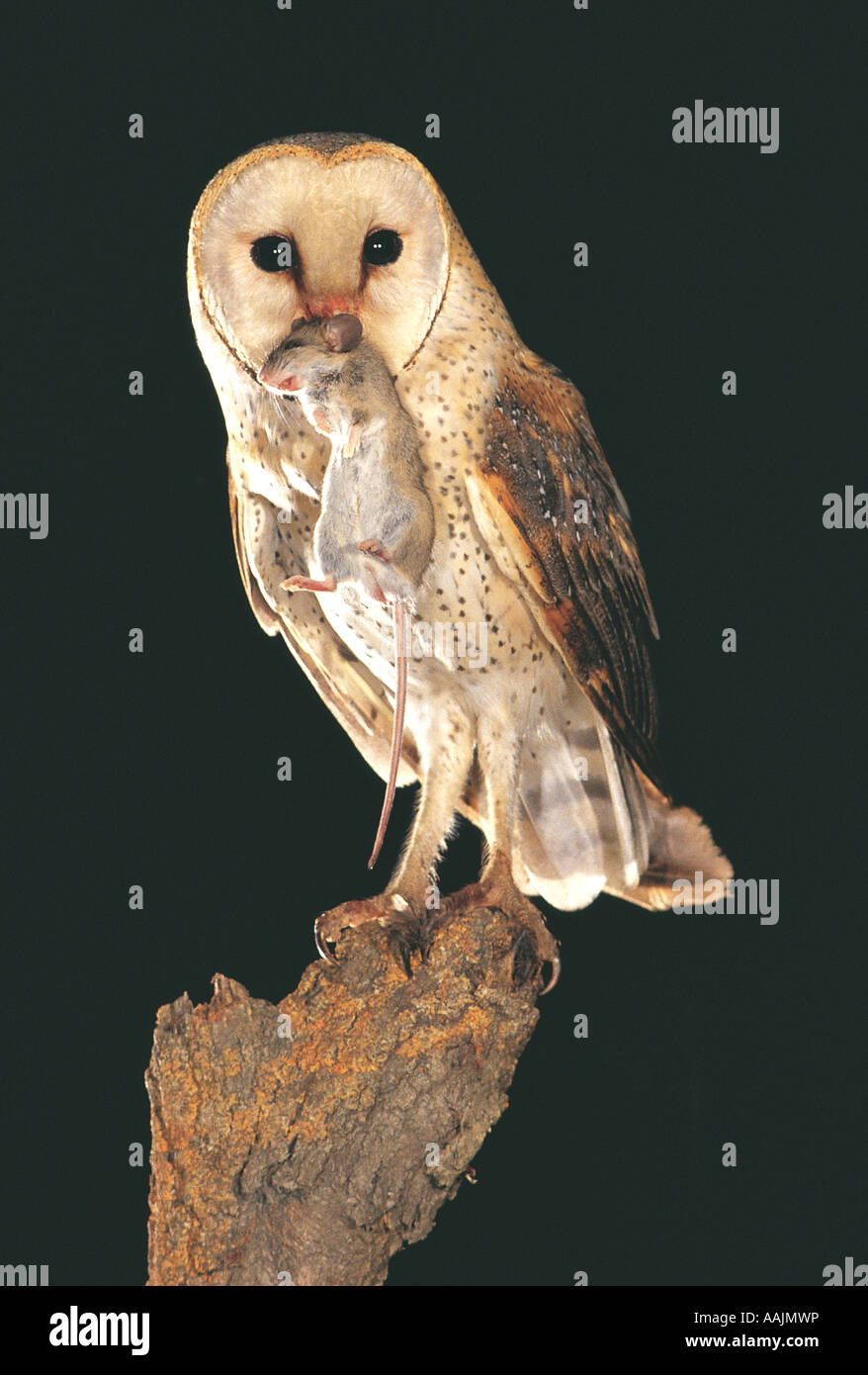 Barn owl carrying a dead rat South Africa Stock Photo