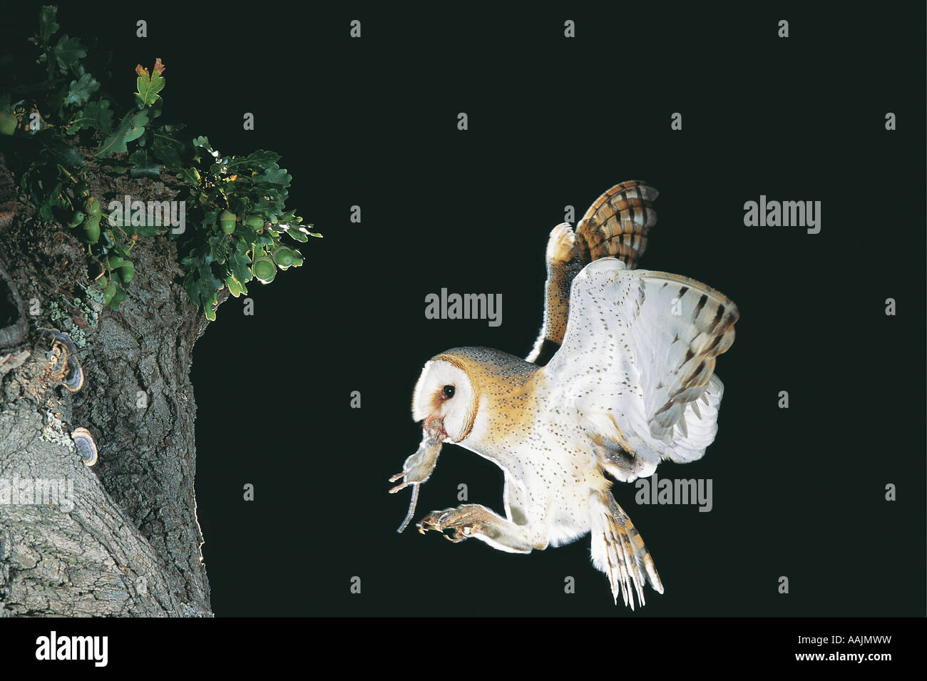 Barn Owl in flight with prey in beak South Africa The owl is about to alight at its nest The prey is a rodent Stock Photo