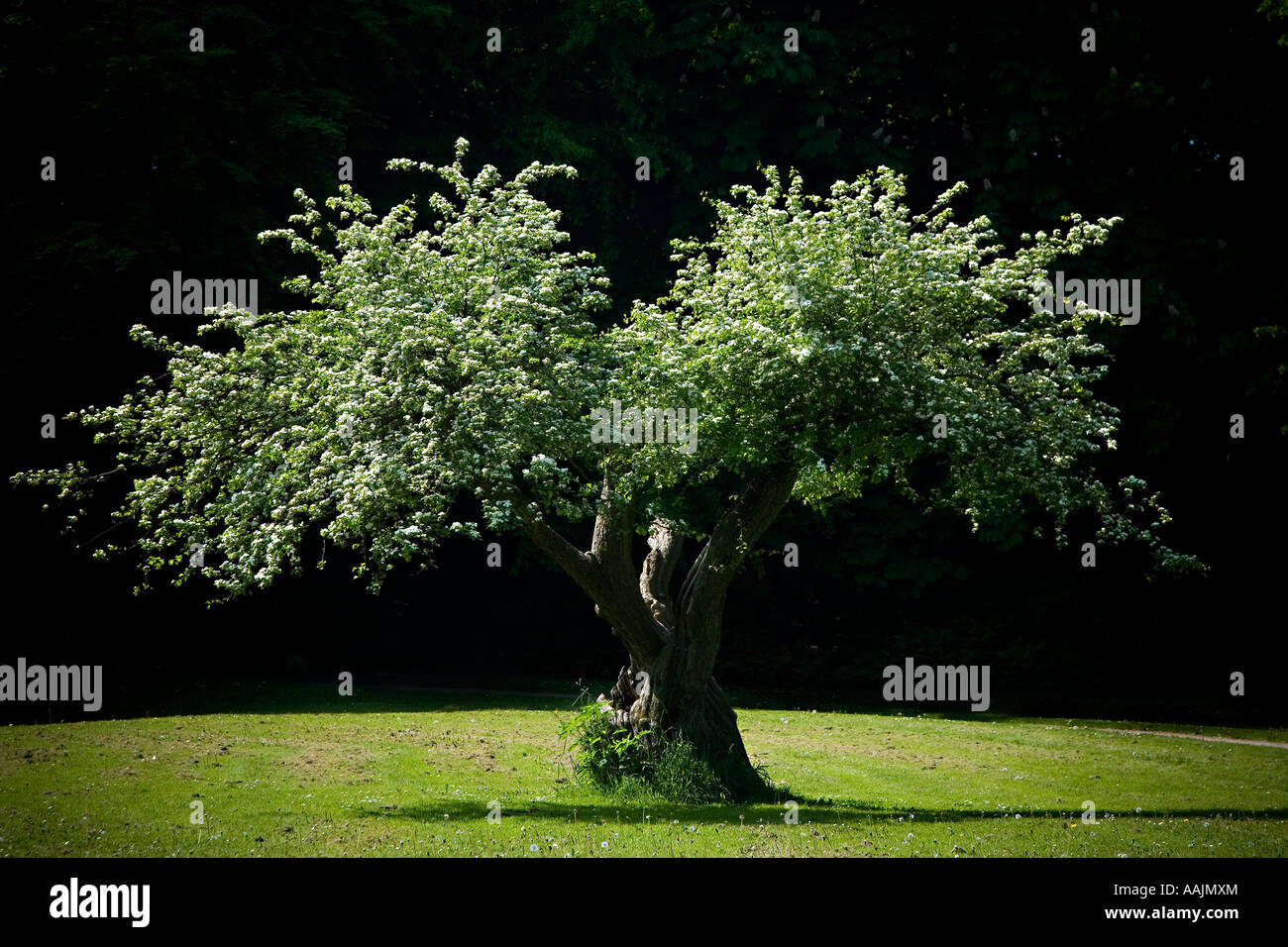 Sunlight on one tree in the park Stock Photo