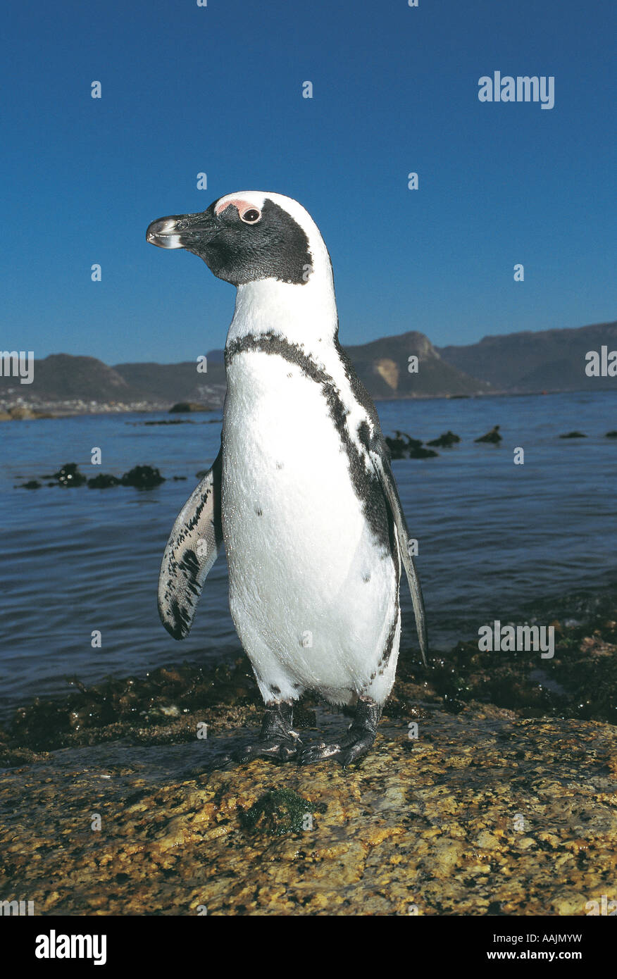 Black footed Jackass Penguin at Simonstown Cape Town South Africa Stock Photo