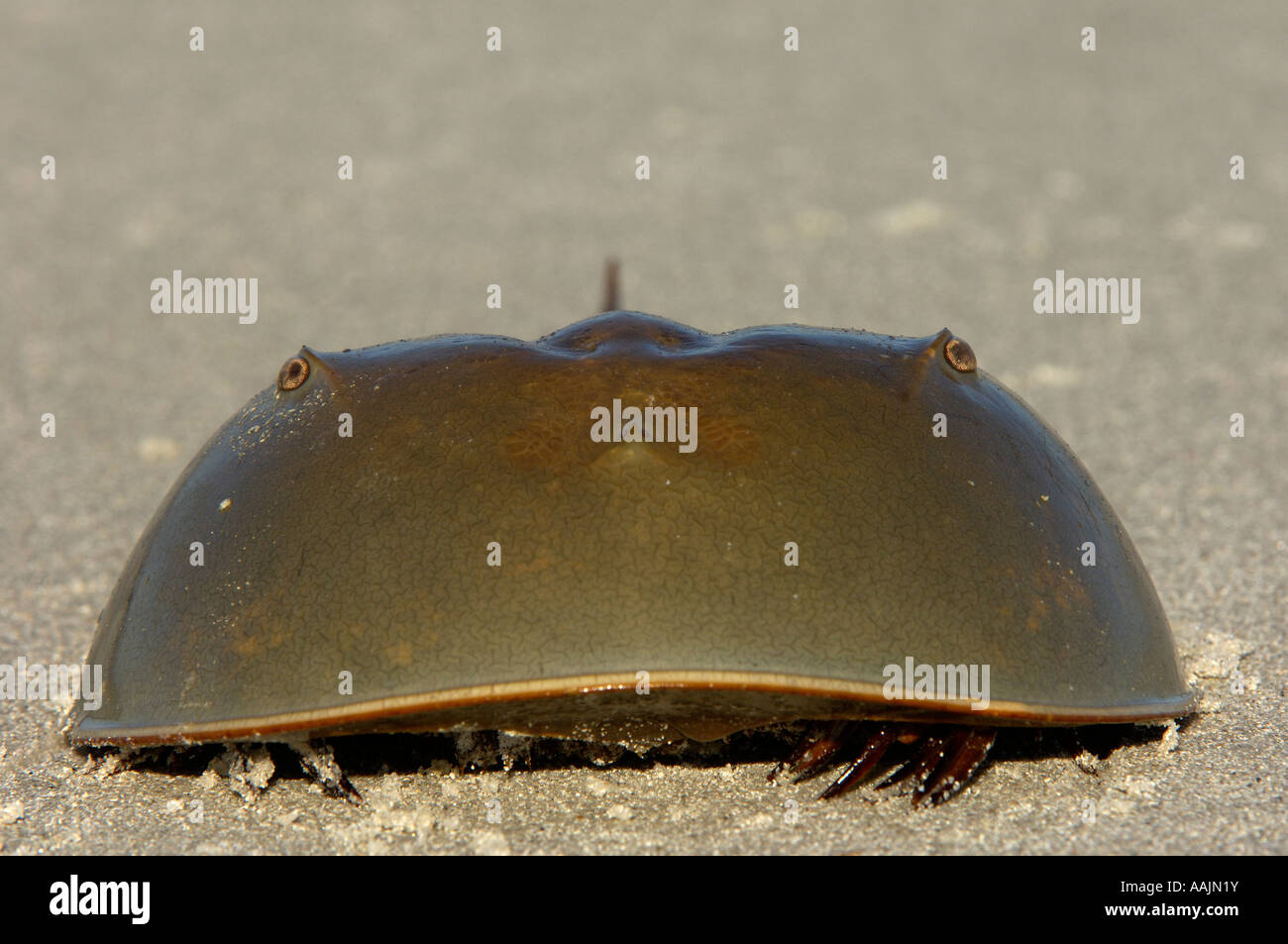 Horseshoe Crab Limulus polyphemus Florida USA Stock Photo Alamy