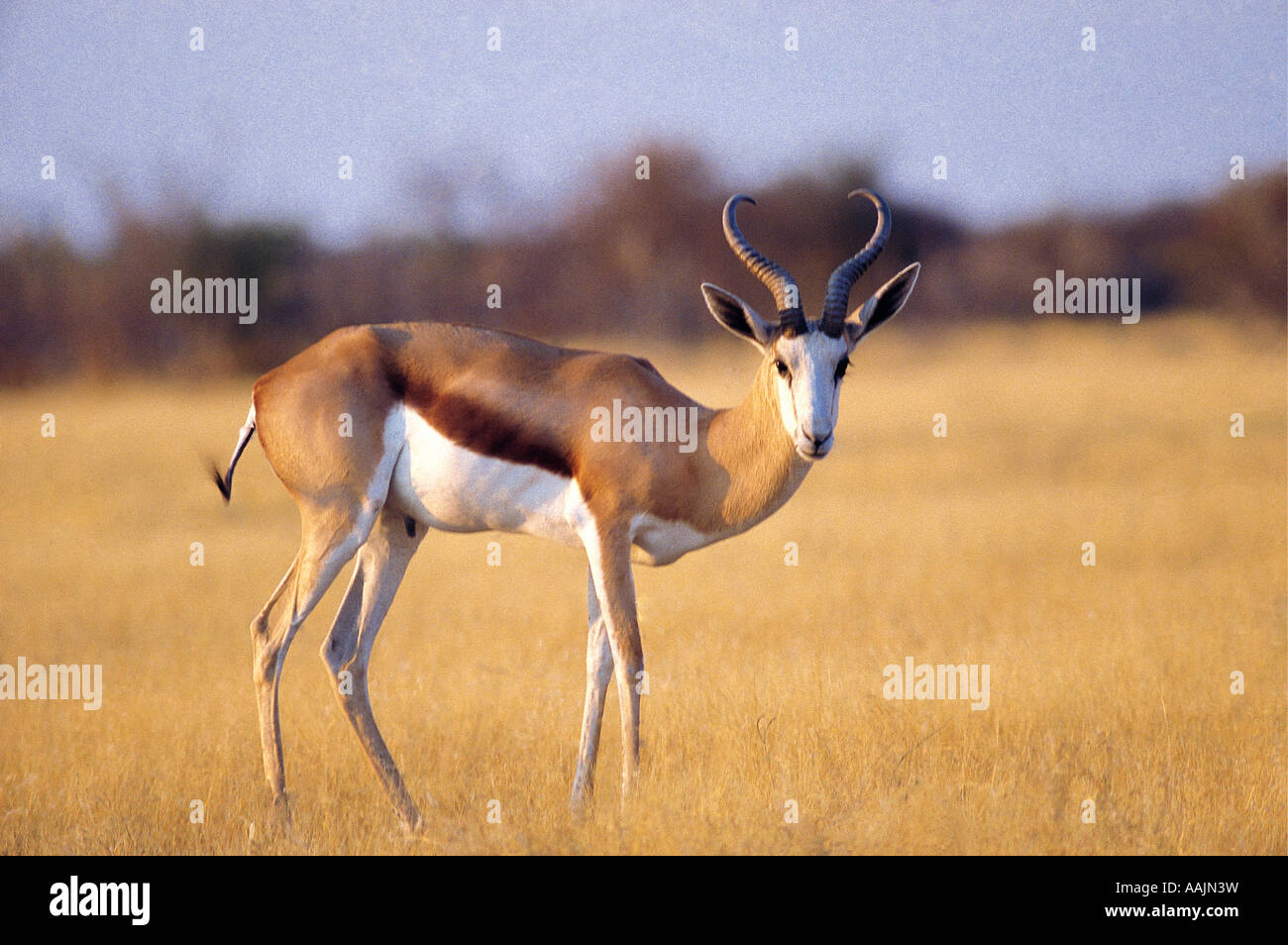 Springbok Etosha National Park Namibia Stock Photo