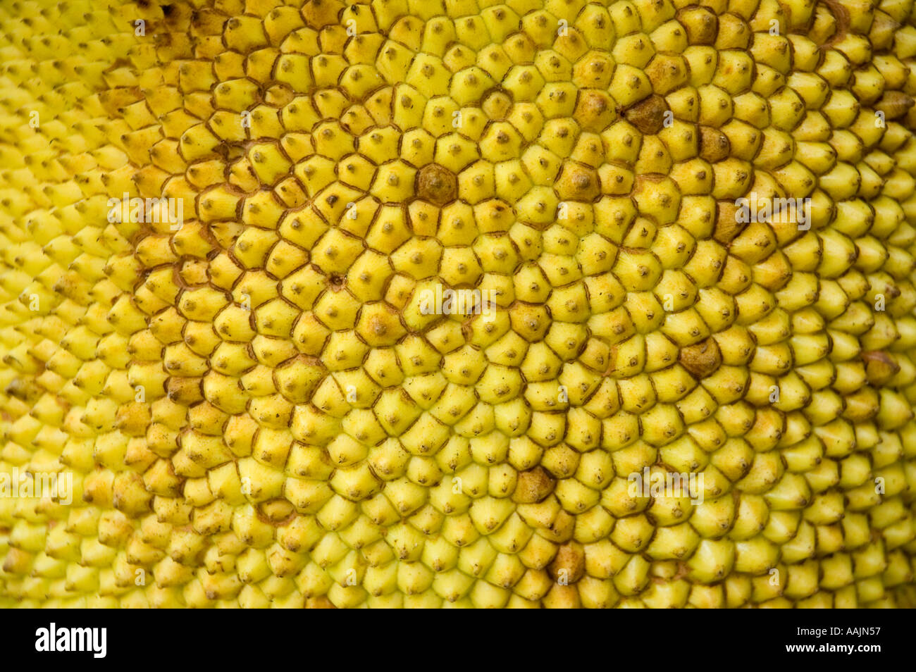 Jackfruit skin hi-res stock photography and images - Alamy