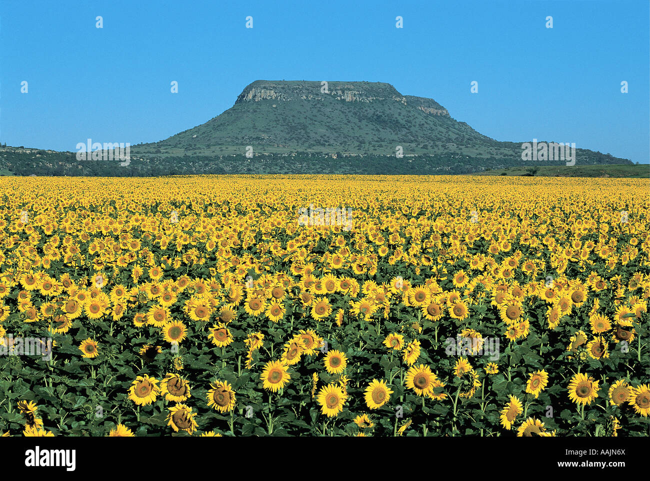 Sunflower fields Orange Free State South Africa Stock Photo