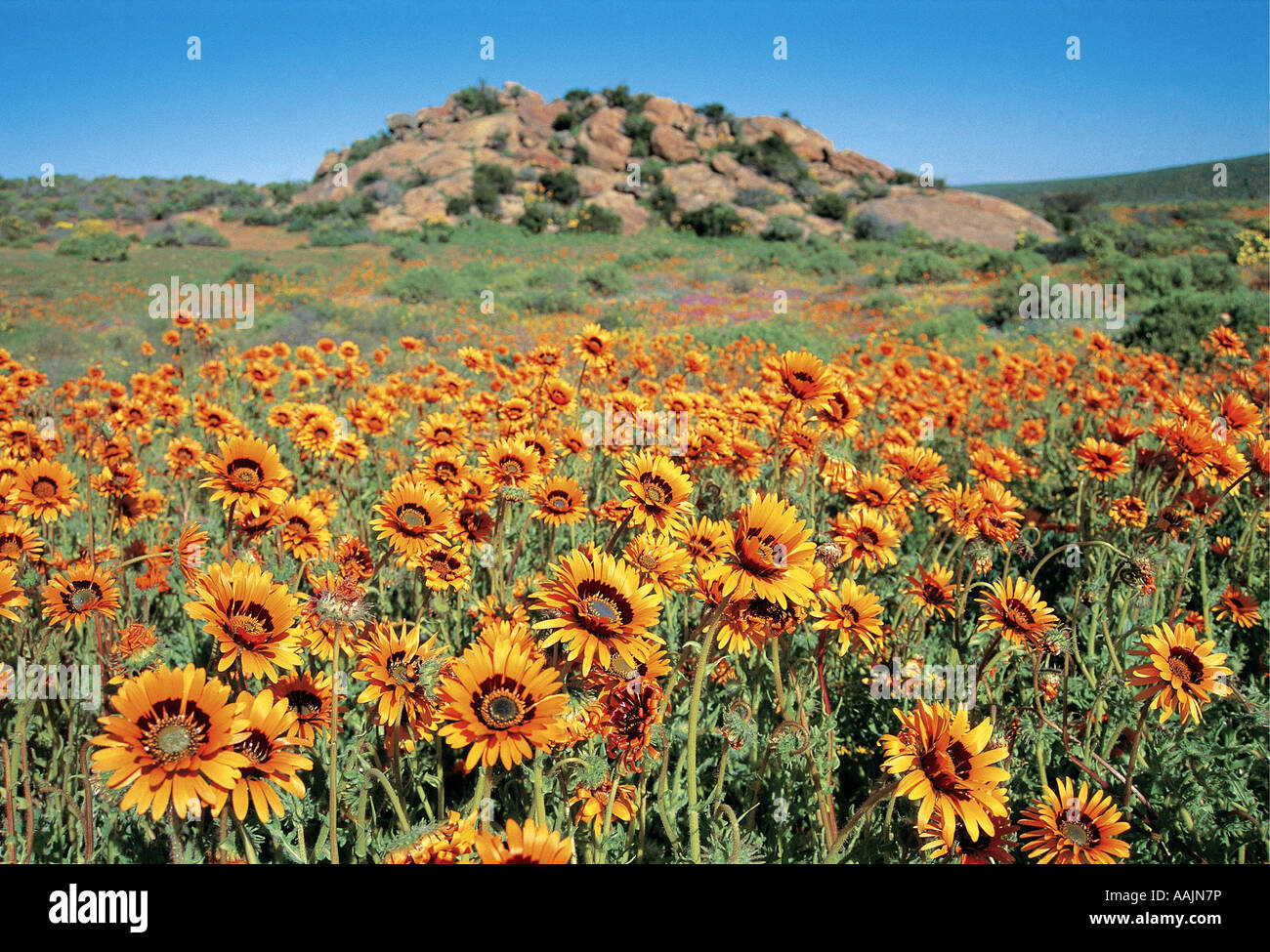 Which Month Does Spring Start In South Africa Tally Felicity