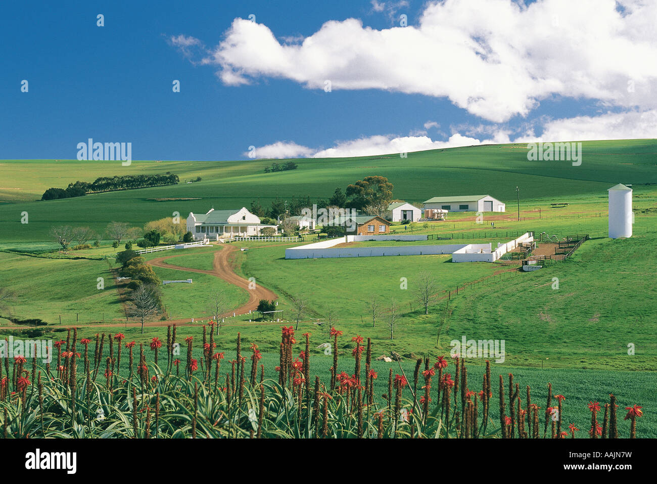 Flowering Aloes and distant view of Cape Dutch style farm house Overberg area Western Cape South Africa Stock Photo