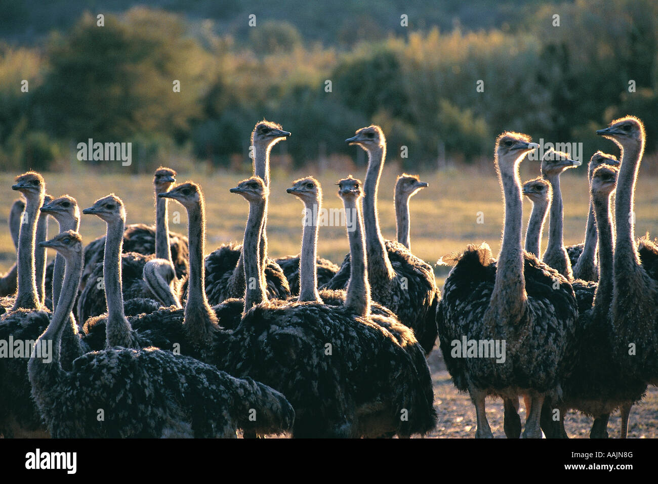 Ostriches near Oudtshoorn Western Cape South Africa Stock Photo