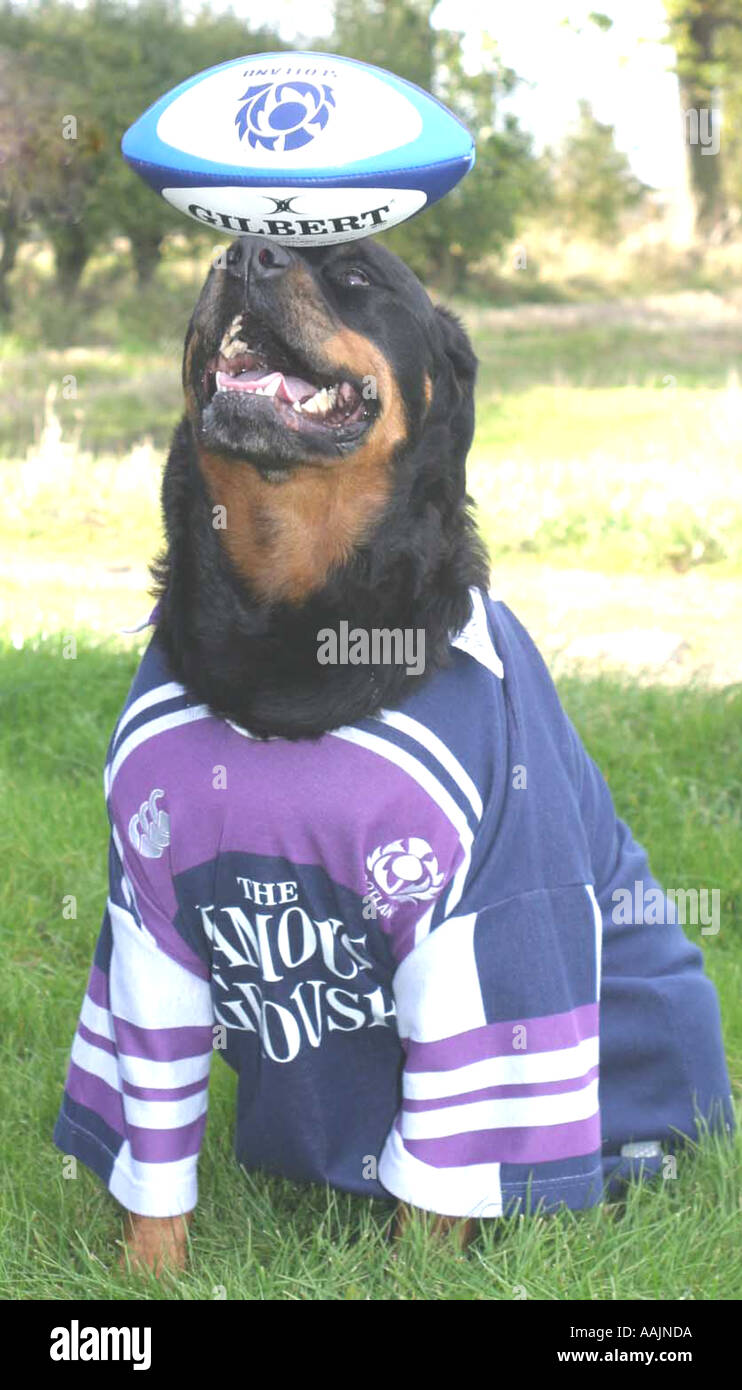 DOBERMAN DOG IN SCOTTISH INTERNATIONAL RUGBY SHIRT Stock Photo - Alamy