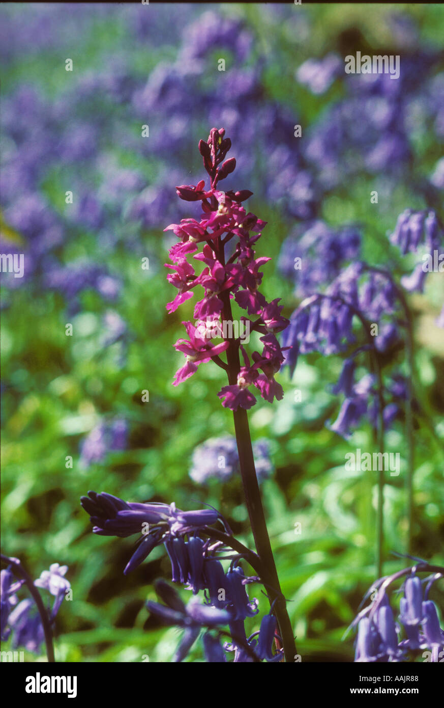 Early Purple Orchid in Bluebells Stock Photo