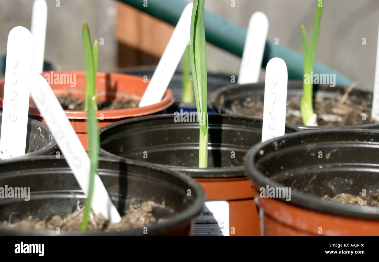 Organic Garlic planted in three inch pots prior to planting out Stock