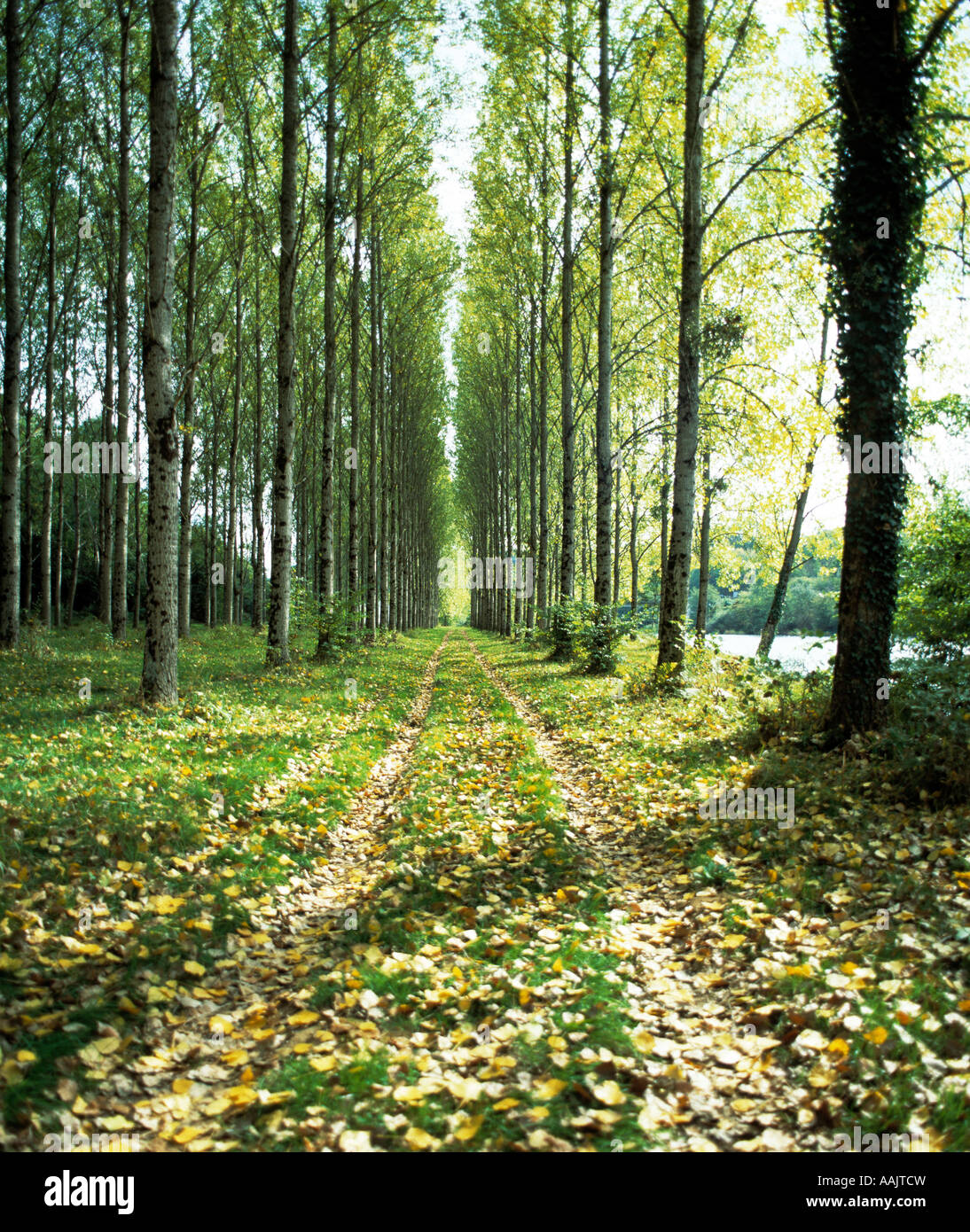 french rural countryside with tree lined avenue Stock Photo - Alamy