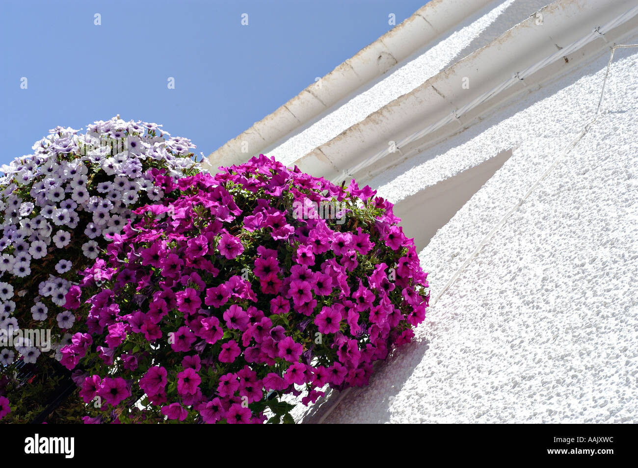 purple and white flowers on spanish balcony Stock Photo Alamy