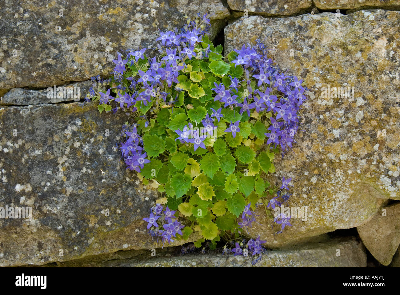 Adriatic Bellflower (Campanula garganica) growingin crevice on wall Stock Photo