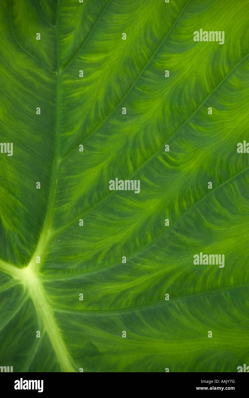 Taro, or Elephant Ears (Colocasia esculenta) leaf pattern Stock Photo