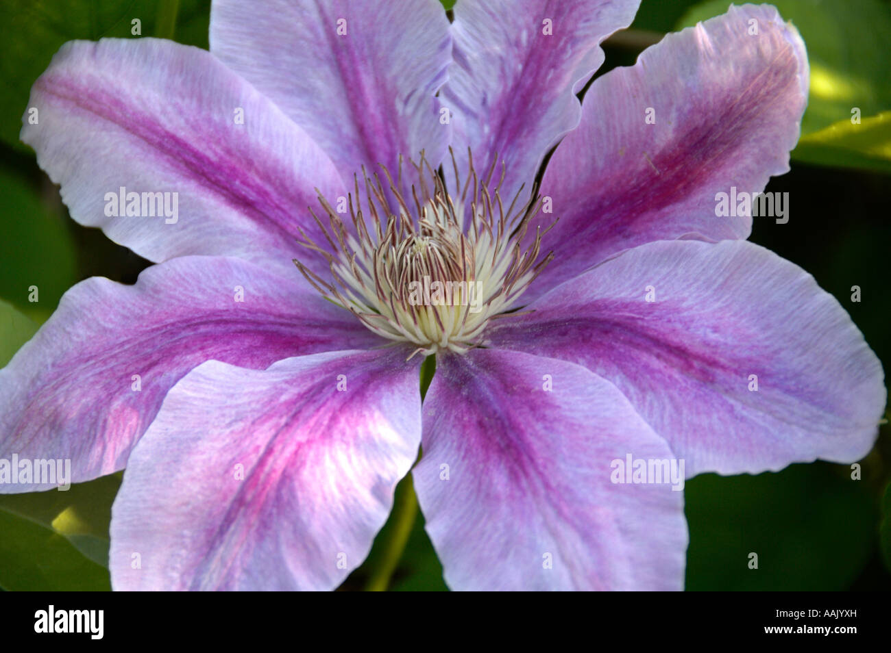 Clematis Bee's Jubilee climbing garden flower Stock Photo Alamy