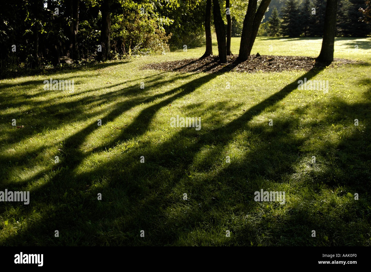 Shady scene hi-res stock photography and images - Alamy