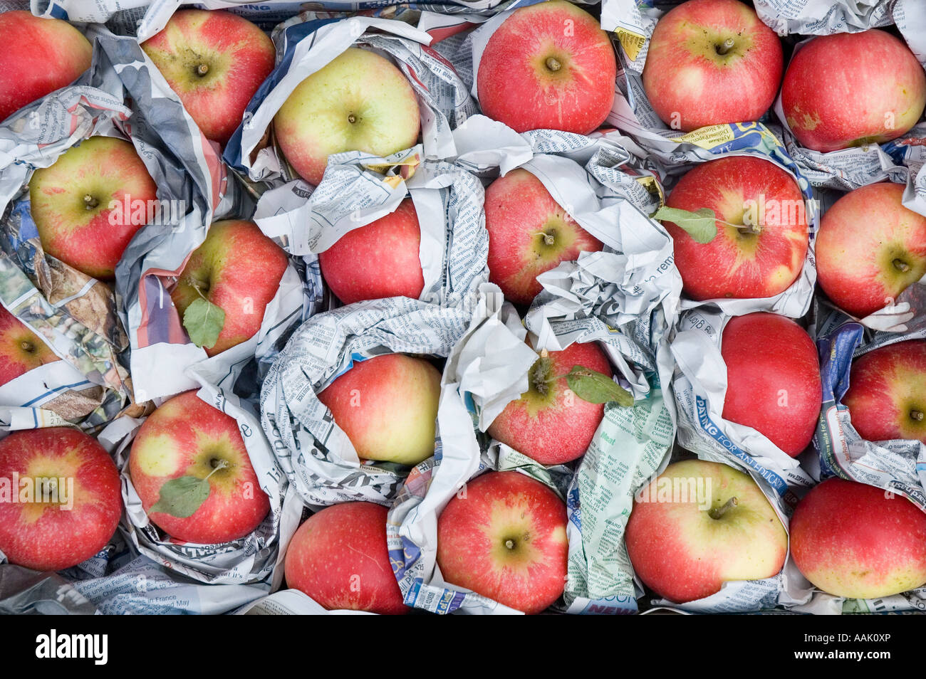 English apples wrapped in newspaper within a box Stock Photo