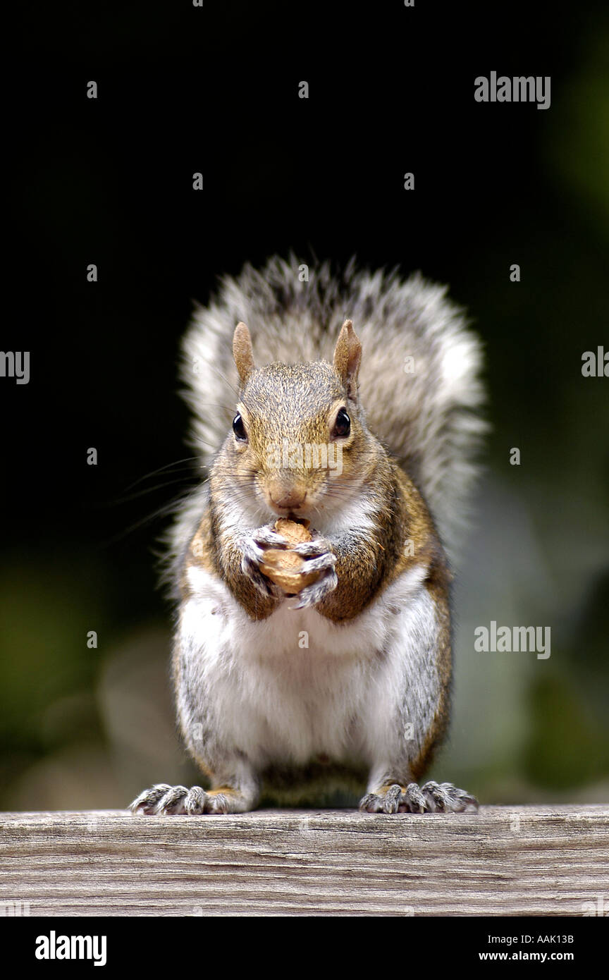 Squirrel eating on fence Stock Photo Alamy