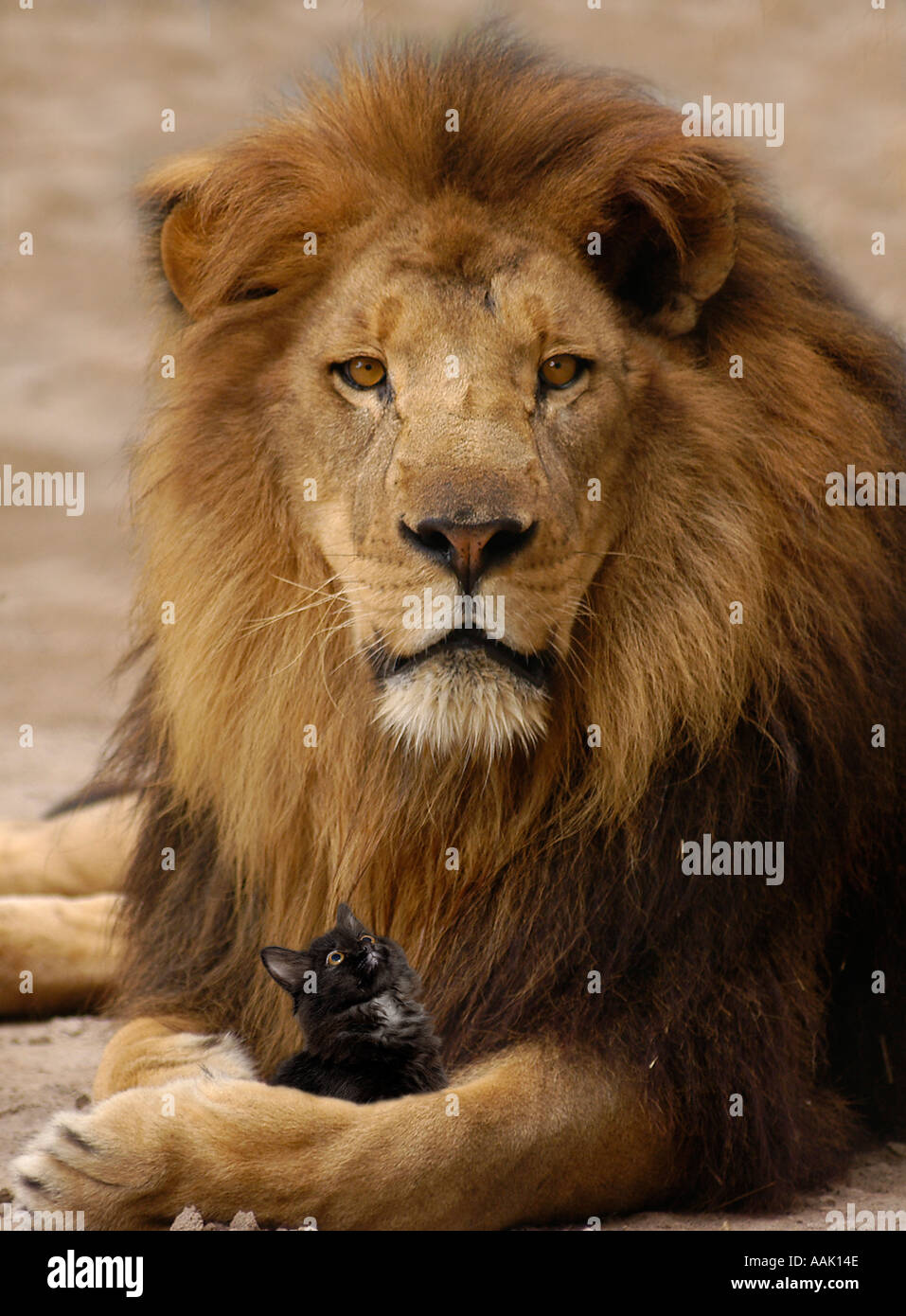 Male lion and kitten Stock Photo - Alamy