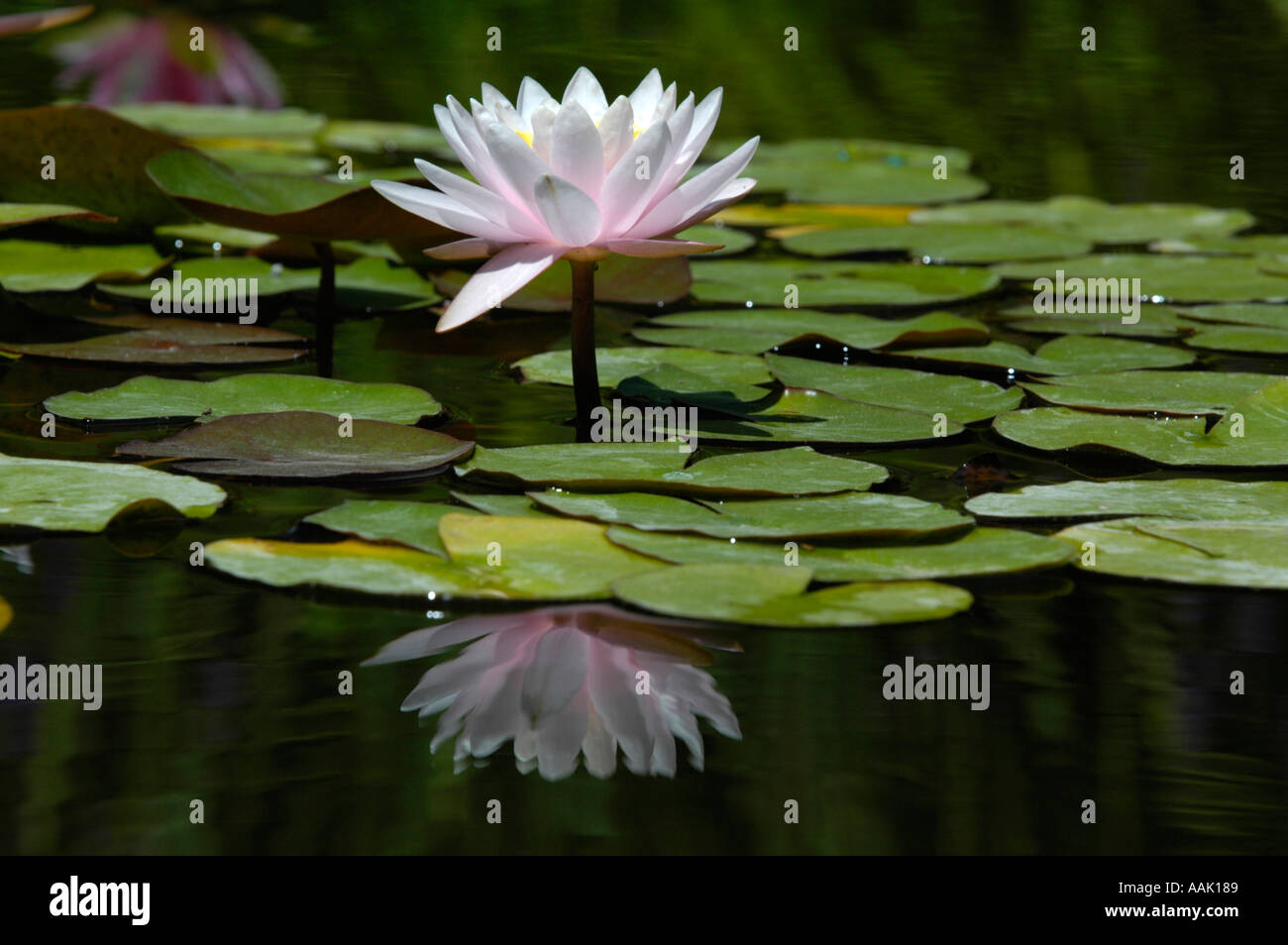 Crimea, world famous botanical garden of Nikita Stock Photo