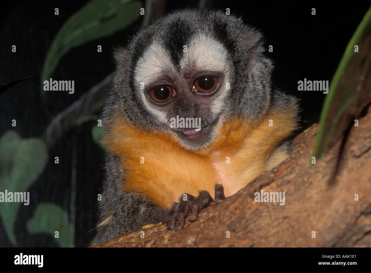 NIGHT or OWL MONKEY (Aotus trivirgatus) Amazonia South America CAPTIVE Stock Photo