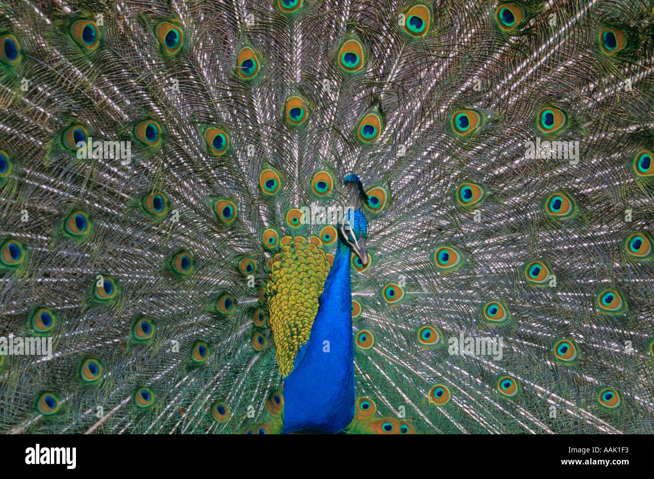 PEACOCK Male displaying Stock Photo