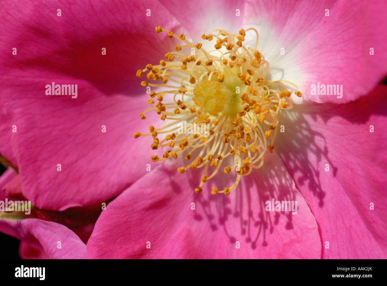 Dog flower rose hi-res stock photography and images - Alamy