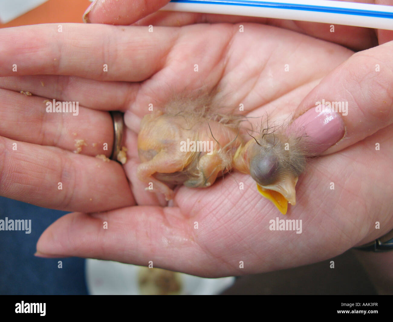 Day old starling chick being hand reared after being brought into house by family cat South Wales UK Stock Photo