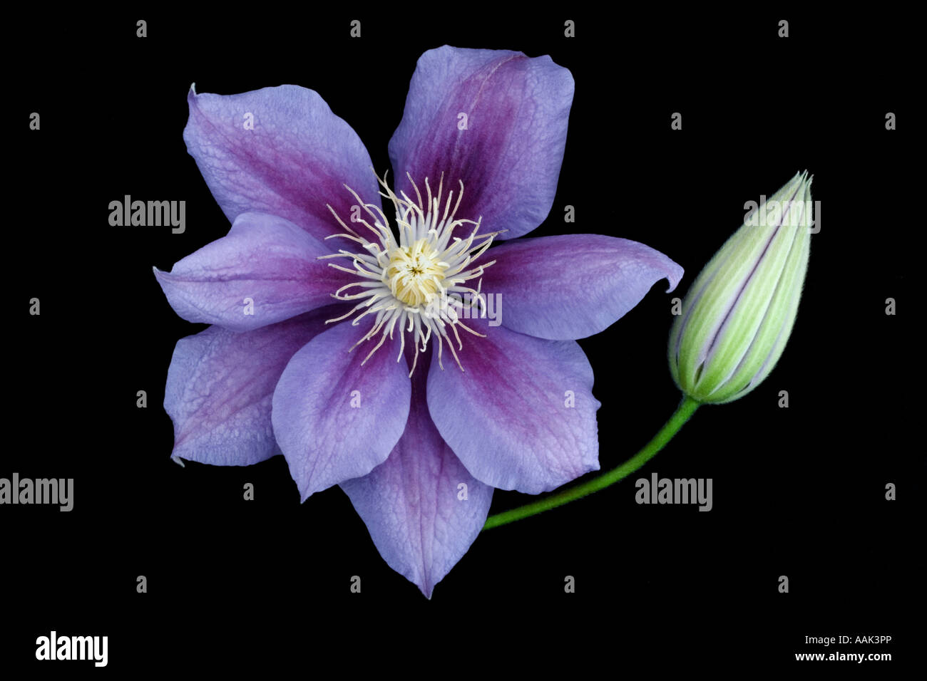 Clematis etoile violette Stock Photo