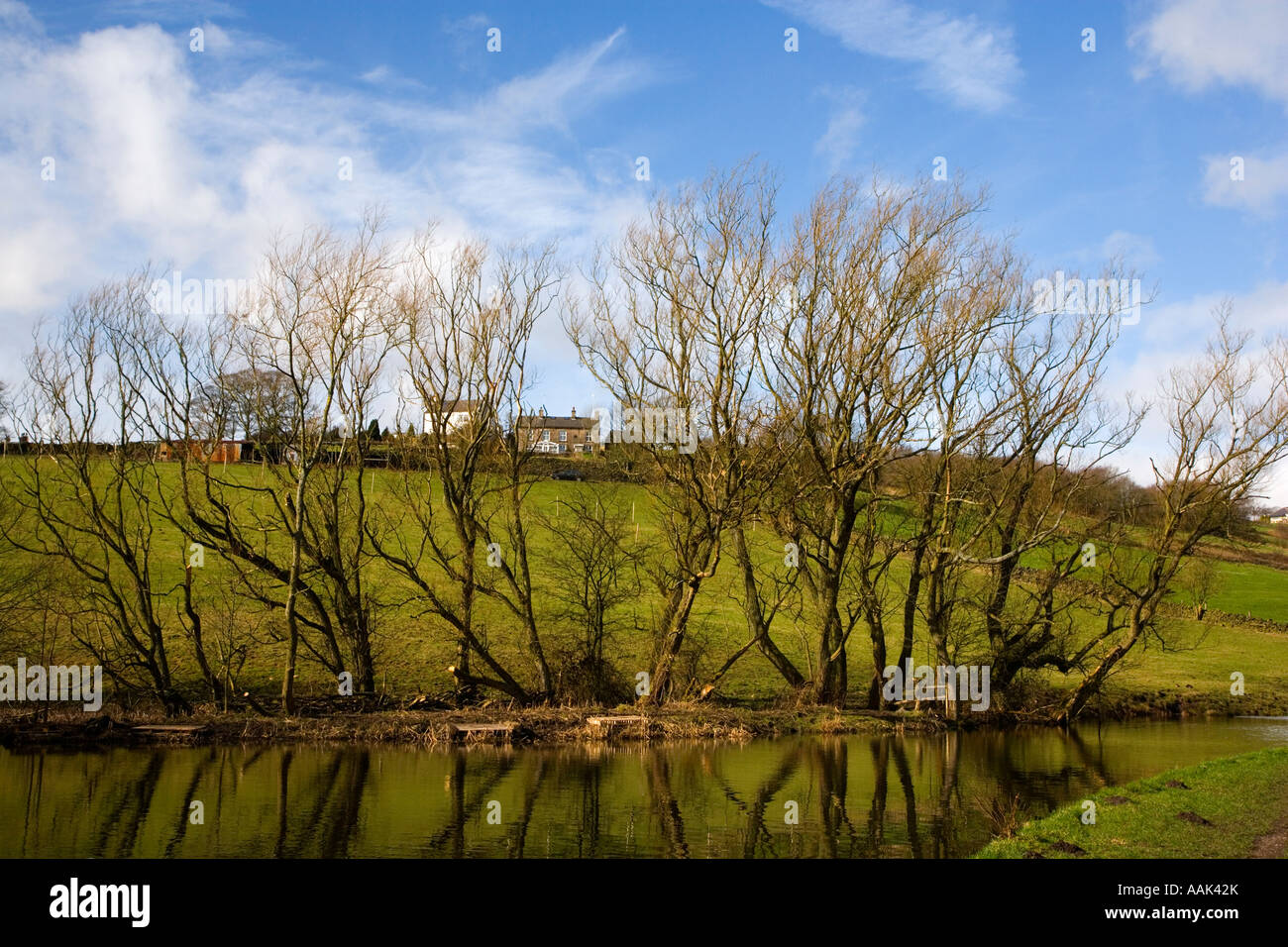 Trees growing alongside the Peak Forest Canal at Marple Ridge near