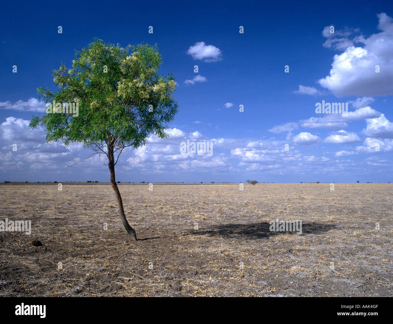 Tree on blacksoil plain, Barkly Tableland, Northern Territory Stock
