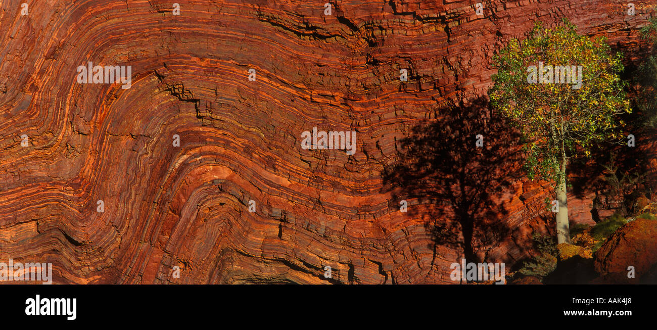 Kurrajong tree and cliff face Karijini Hamersley Range National Park Pilbara Western Australia panoramic horizontal Stock Photo