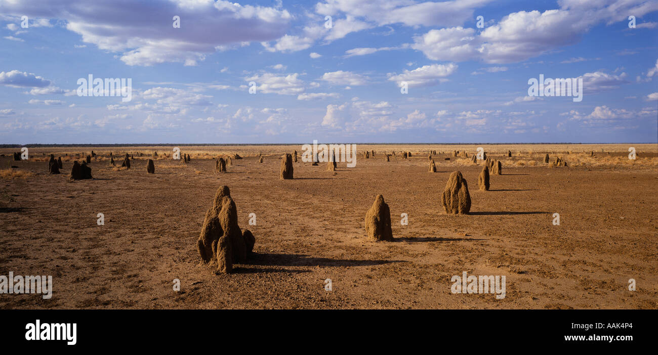 Termite mounds on blacksoil plains, Barkly Tablelands,  Northern Territory, Australia, panoramic horizontal, Stock Photo