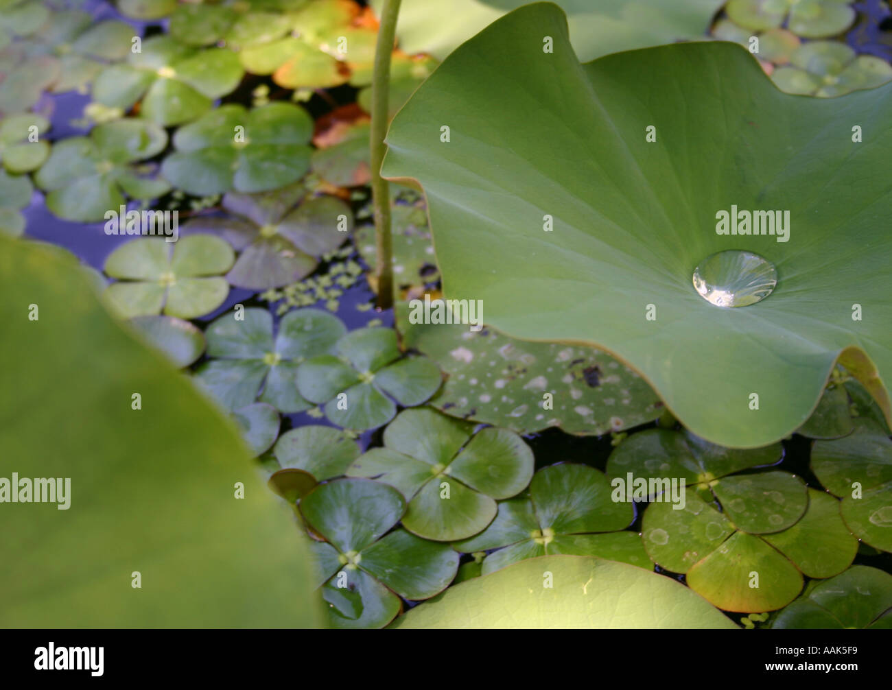 water droplet on lily in pond Stock Photo - Alamy