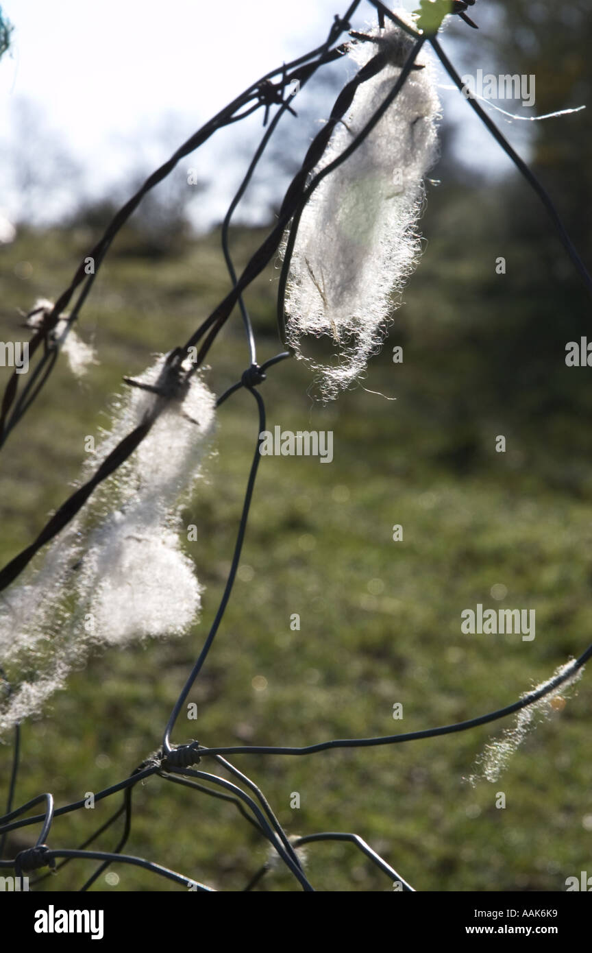 Picture of sheeps wool left on a barbed wire fence backlit by bright sunshine Stock Photo