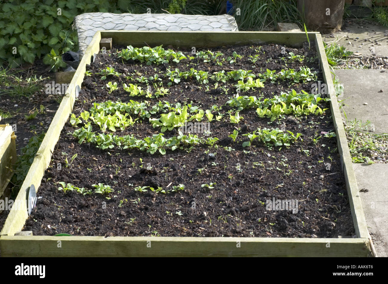 Picture of a bucket of weeds in front of raised beds growing spring produce Stock Photo