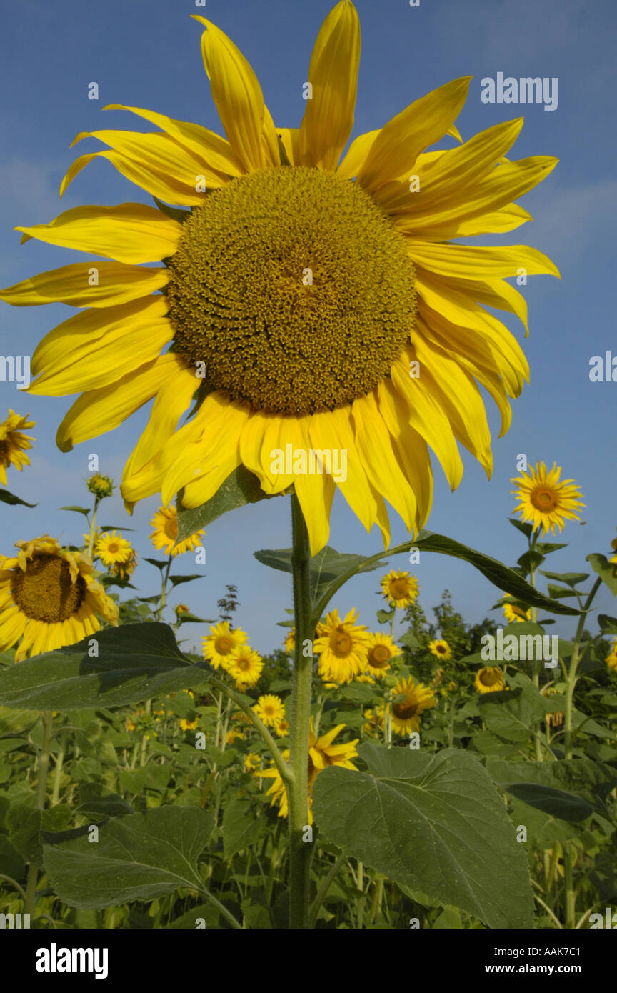 sun flower field in warm morning light Stock Photo